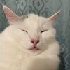 catnipforsage